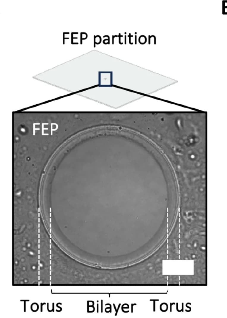 Open access visualization of Microscopy, Illustration, FBM