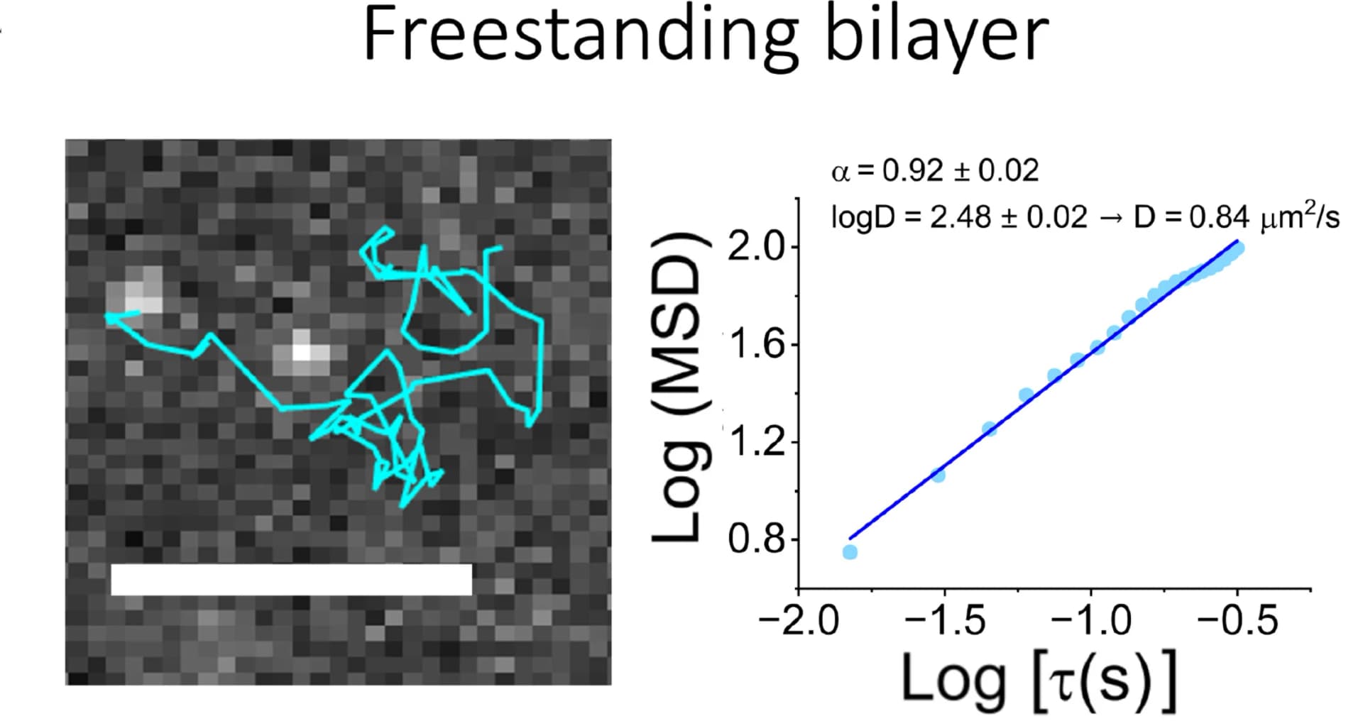 Open access visualization of Scatter Plot, Regression Plot, Microscopy, Single-Particle Tracking, FBM