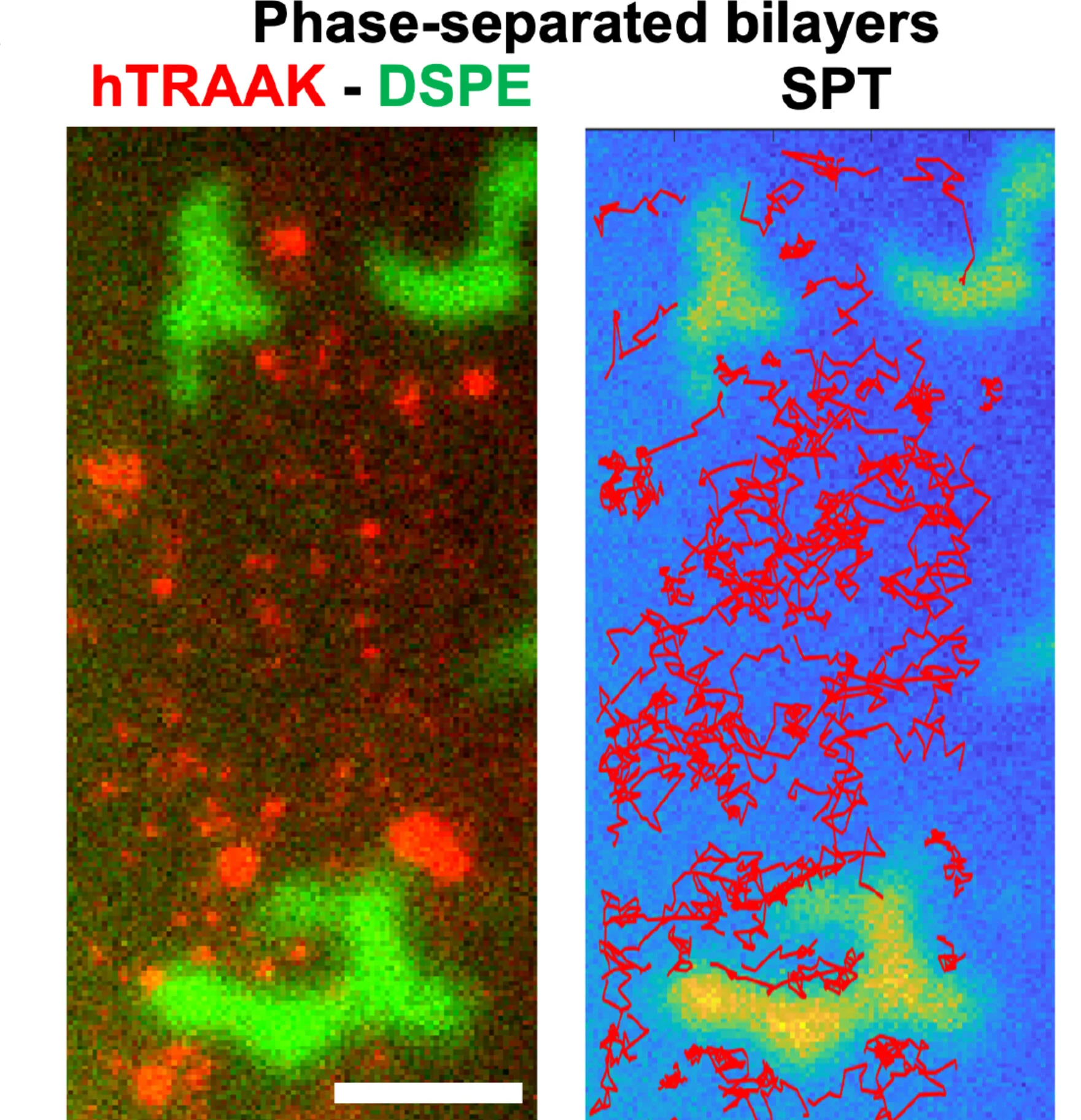 Open access visualization of Microscopy, Line Plot, Single-Particle Tracking, hTRAAK, Phase-Separated Bilayers