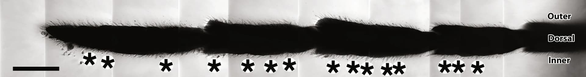 Open access visualization of Microscopy, Antennal Sensilla, Fossil, Extant Species, Distribution Pattern