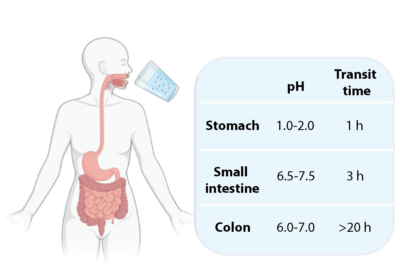 Open access visualization of Illustration, Table Image, Plantosomes, Biorelevant Media, Stability Test
