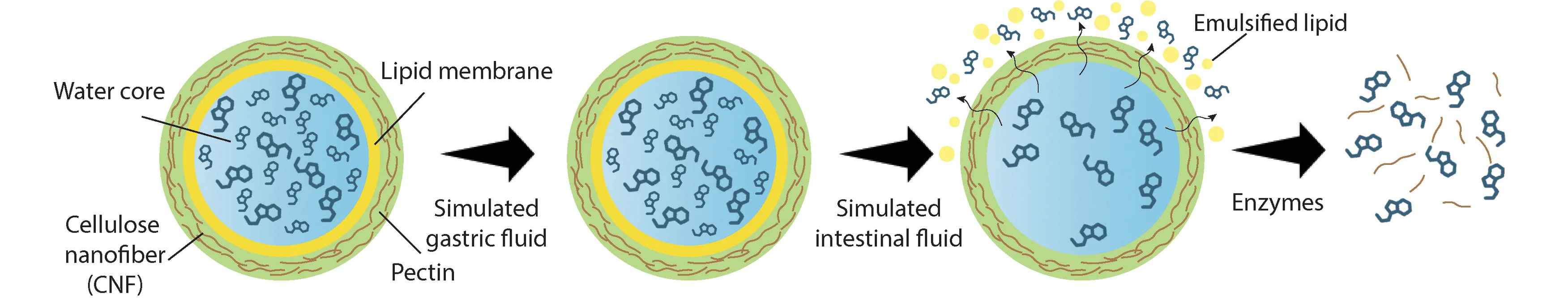 Open access visualization of Workflow, Illustration, Dual-Triggered Release, Plantosomes
