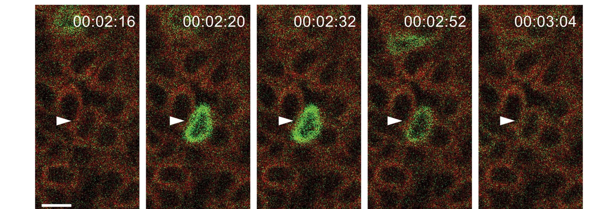 Open access visualization of Microscopy, Calcium Dynamics, HF-SC Compartments, Quiescence, Activation