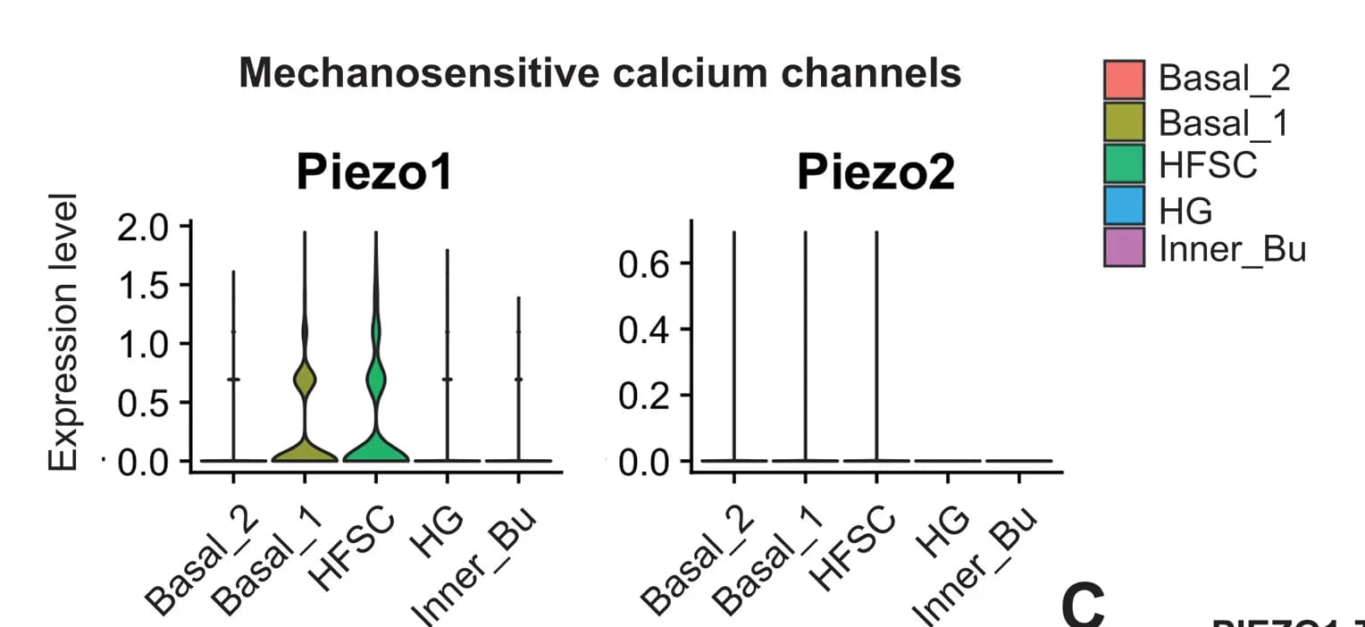 Open access visualization of Violin Plot, PIEZO1, Calcium Influx, HF-SC Compartments