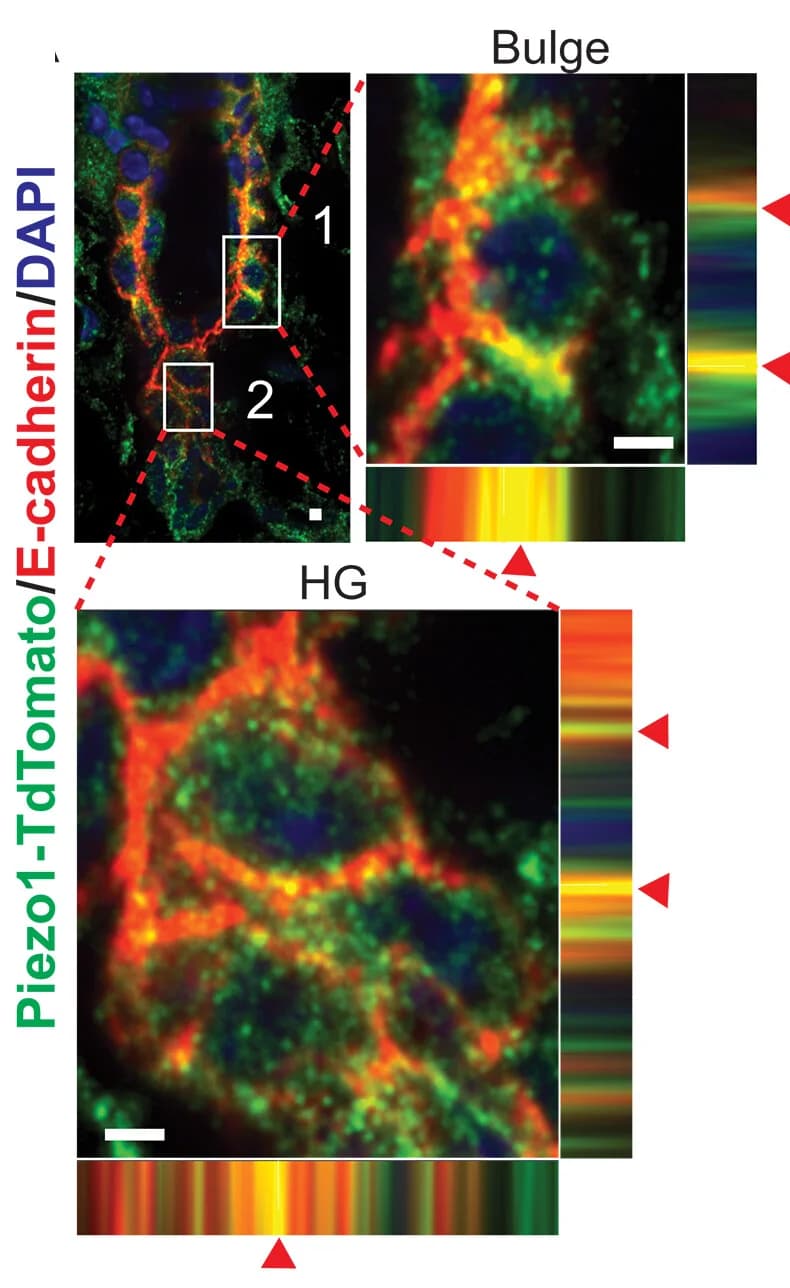 Open access visualization of Microscopy, Heatmap, PIEZO1, Calcium Flicker, E-cadherin