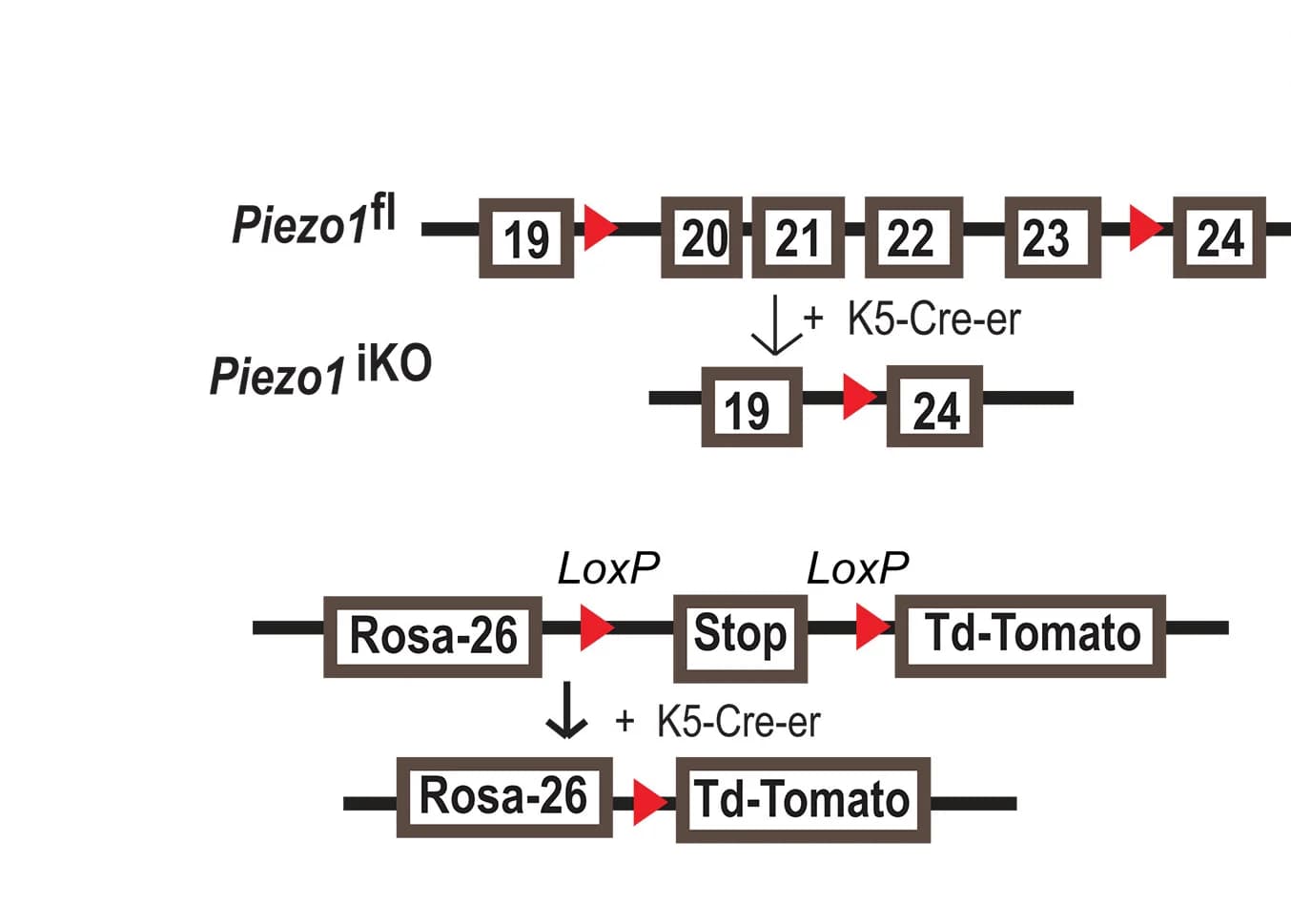 Open access visualization of Workflow, Illustration, Piezo1, Telogen Length, Hair Regeneration