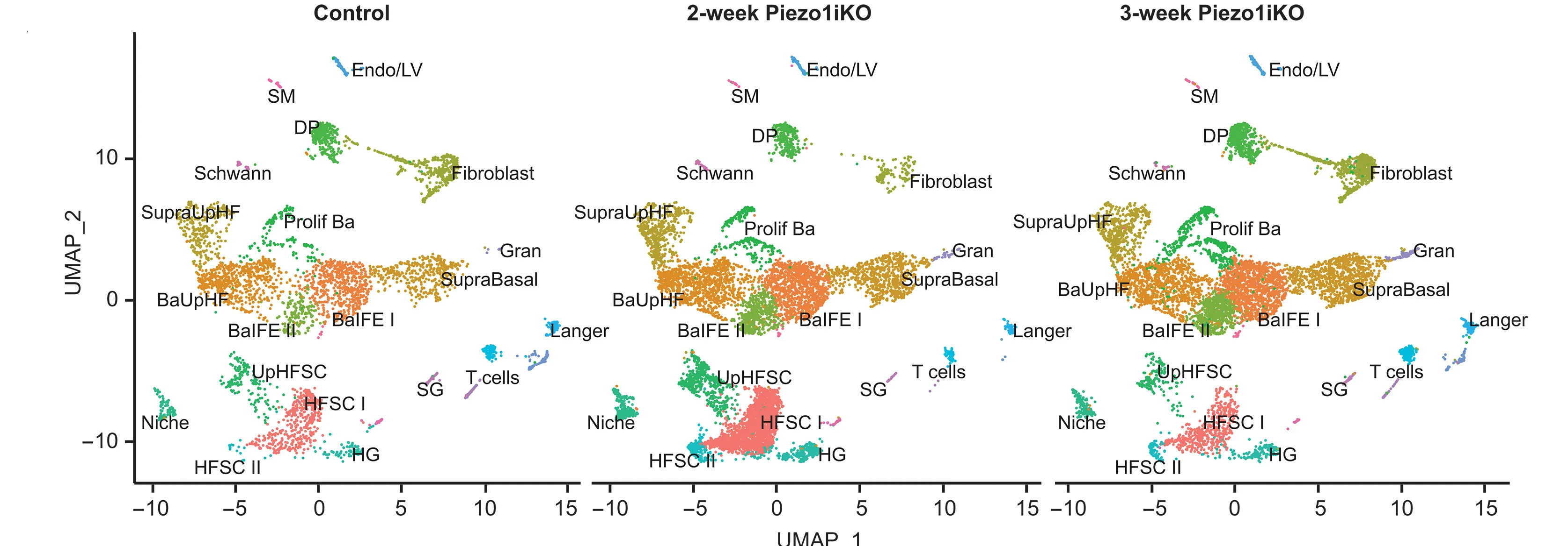 Open access visualization of Scatter Plot, UMAP, Piezo1, Mechanical Properties, HF-SCs