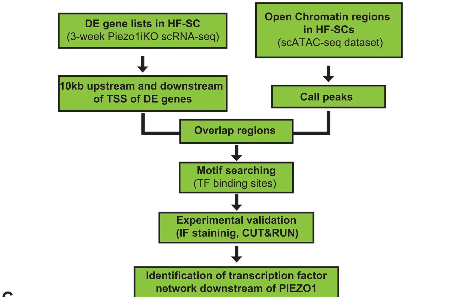 Open access visualization of Workflow, Flowchart, PIEZO1, Cell Adhesion, Actin Genes