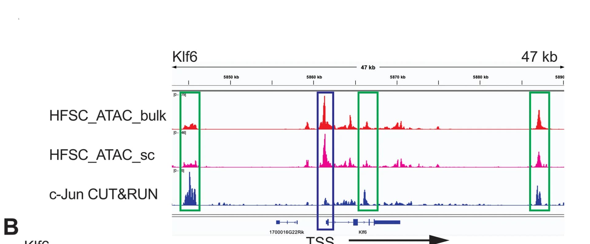 Open access visualization of Line Plot, Density Plot, Transcriptional Network, PIEZO1, Calcium Influx