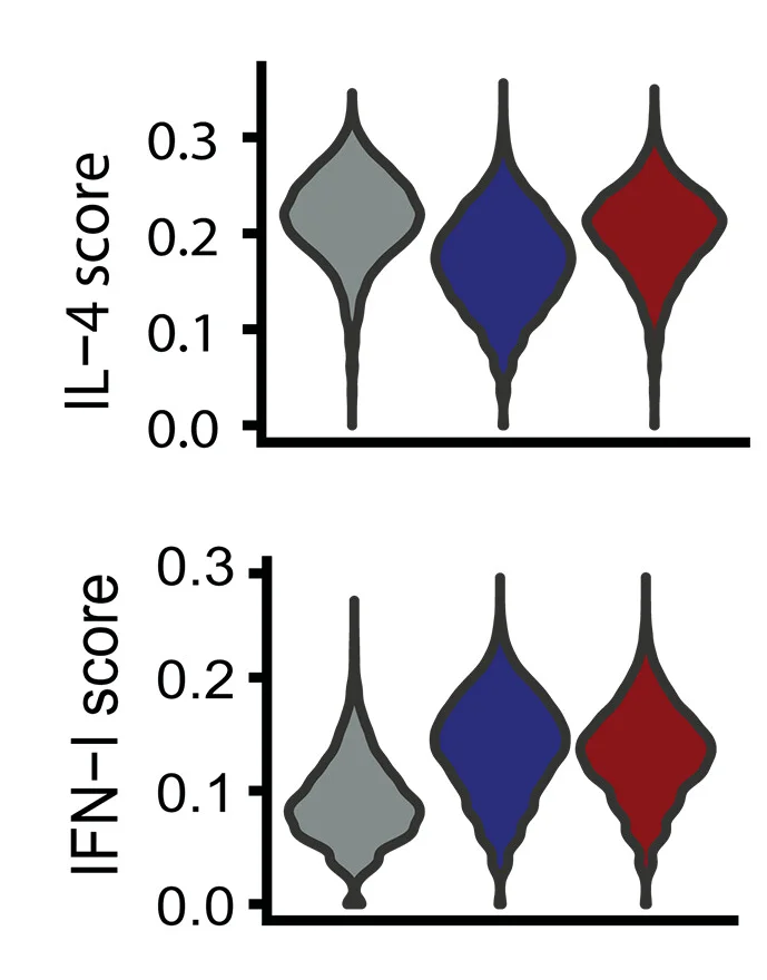 Open access visualization of Violin Plot, IFN-I-high, Type 2-high, Inflammatory Signature, Patient Survival