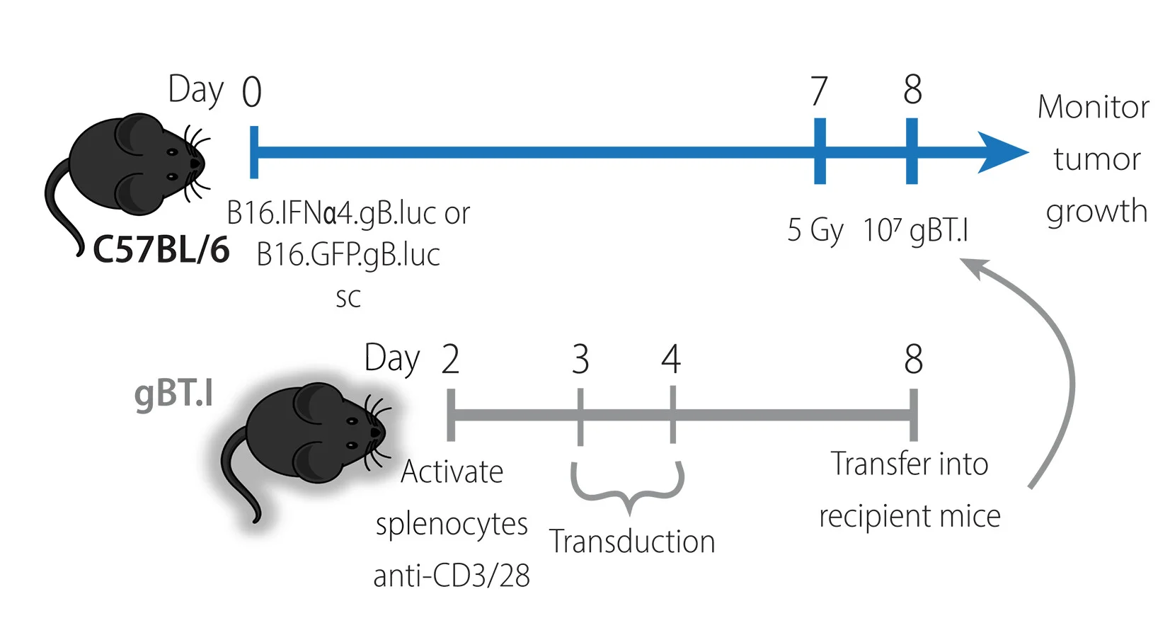 Open access visualization of Workflow, Illustration, ACT, T Cells, IL-4