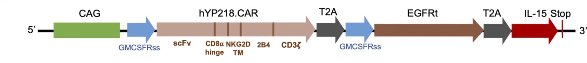 Open access visualization of Workflow, iNK Differentiation, MSLN.CAR-IL-15, LiPSC-GR1.1