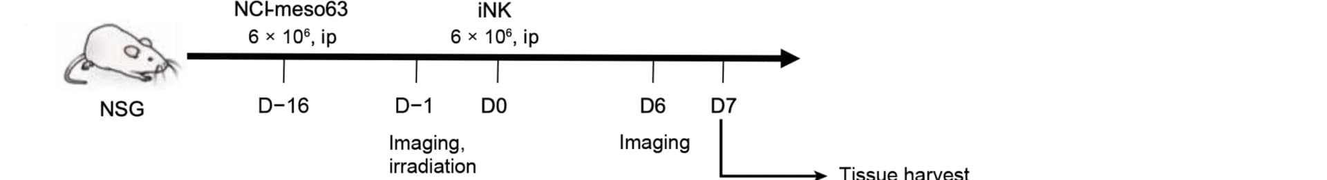 Open access visualization of Workflow, Illustration, Tumor Infiltration, MSLN.CAR-IL-15 iNK Cells, NCI-meso63 Tumor