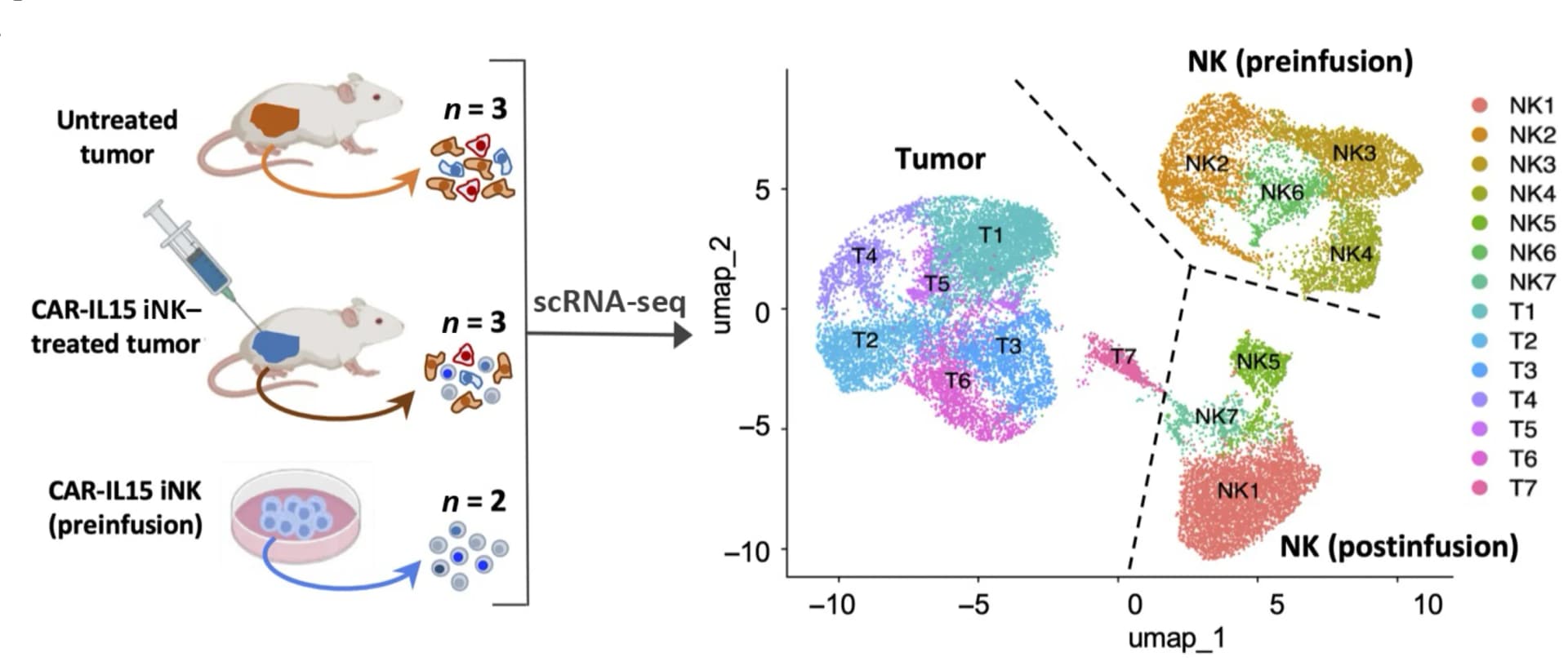 Open access visualization of UMAP, Illustration, scRNA-seq, MSLN.CAR-IL-15 iNK Cells, NCI-meso63 Tumors