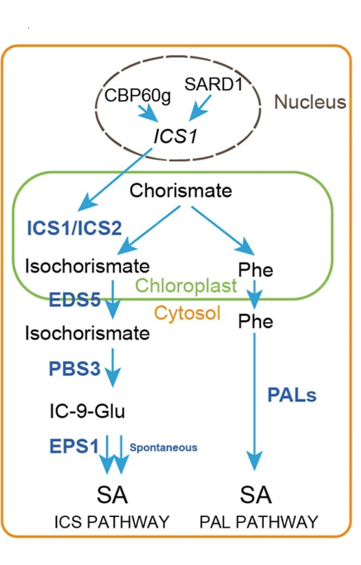 Open access visualization of Workflow, Flowchart, ARR, SA Synthetic Gene, NbPAL6