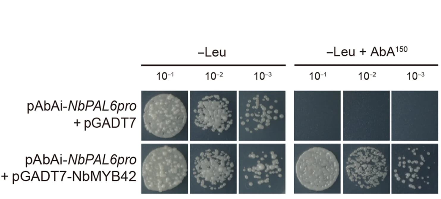 Open access visualization of Gel, Transcription, Promoter Binding, NbMYB42, NbPAL6