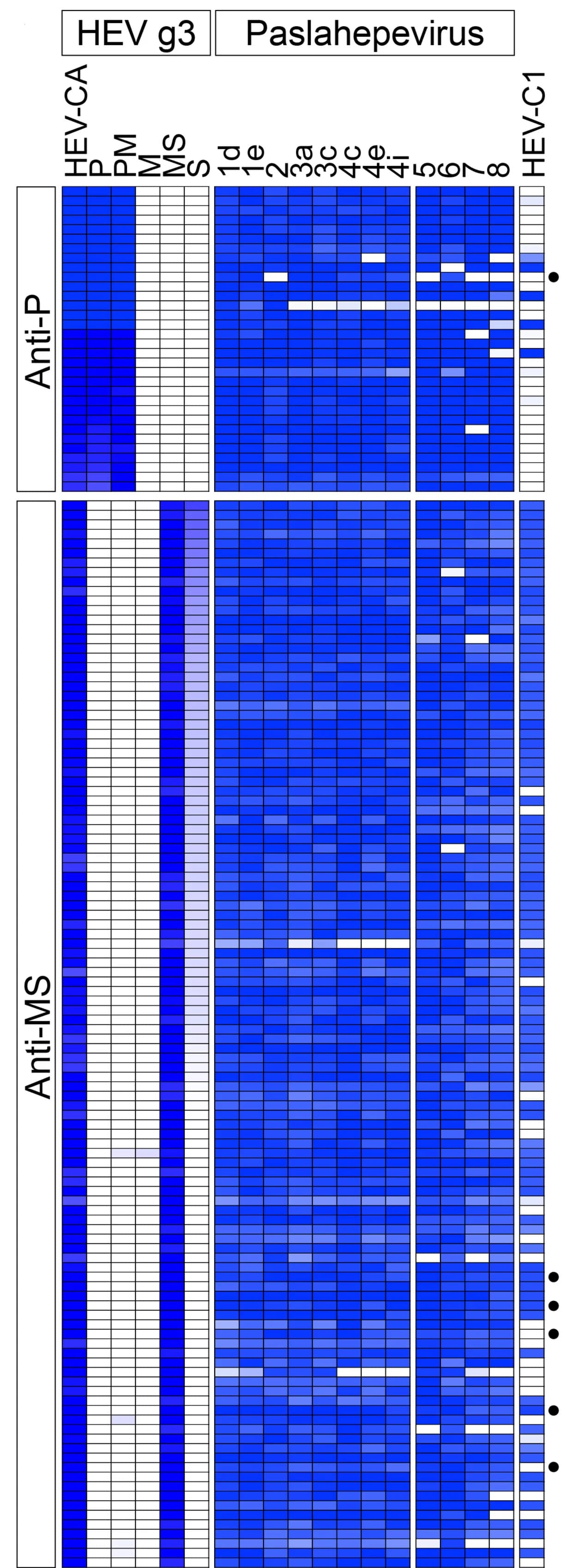Open access visualization of Heatmap, HEV Antibodies, Immunoglobulin Gene