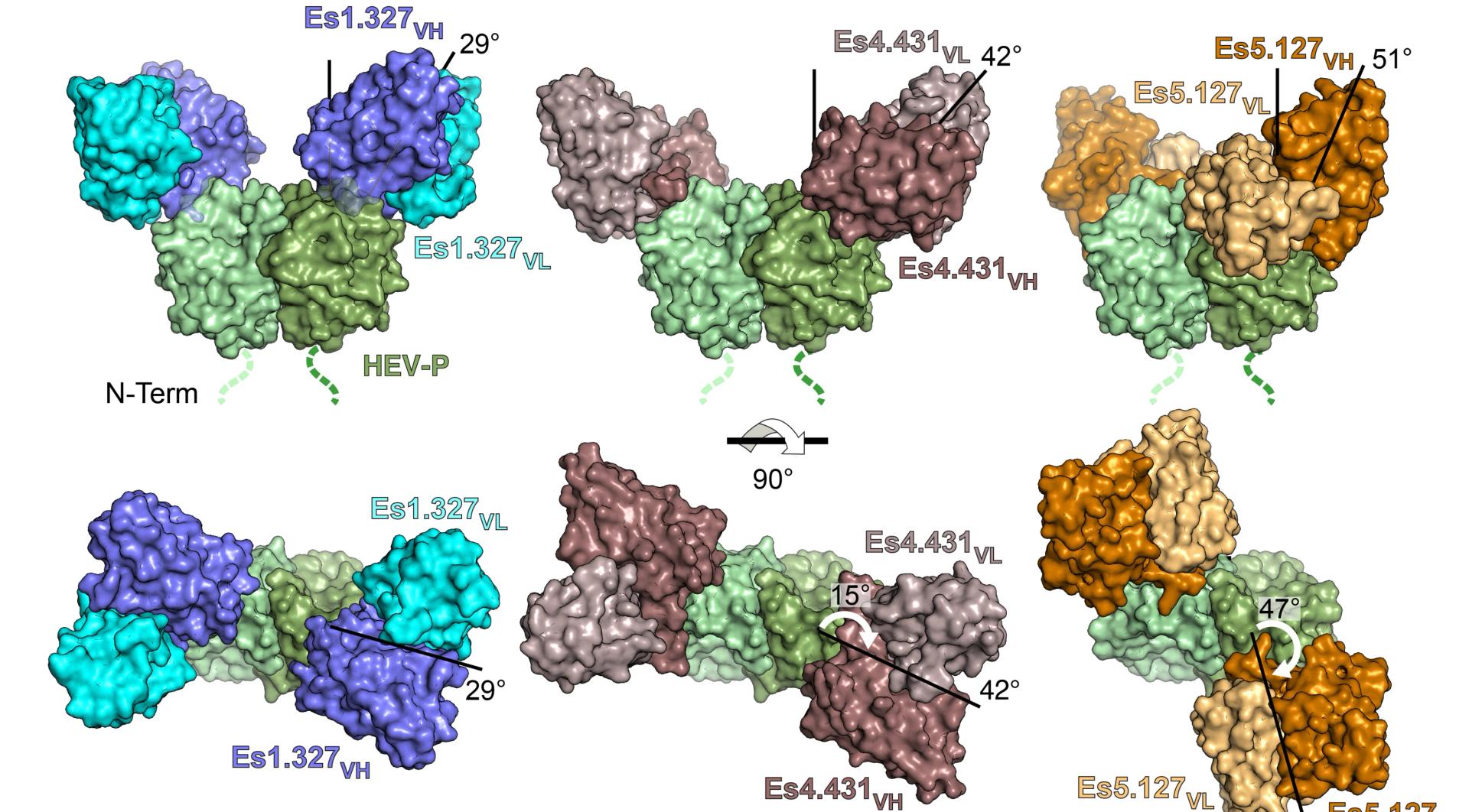 Open access visualization of Protein Structure, HEV Capsid, P Domain, Es1.327, Es4.431