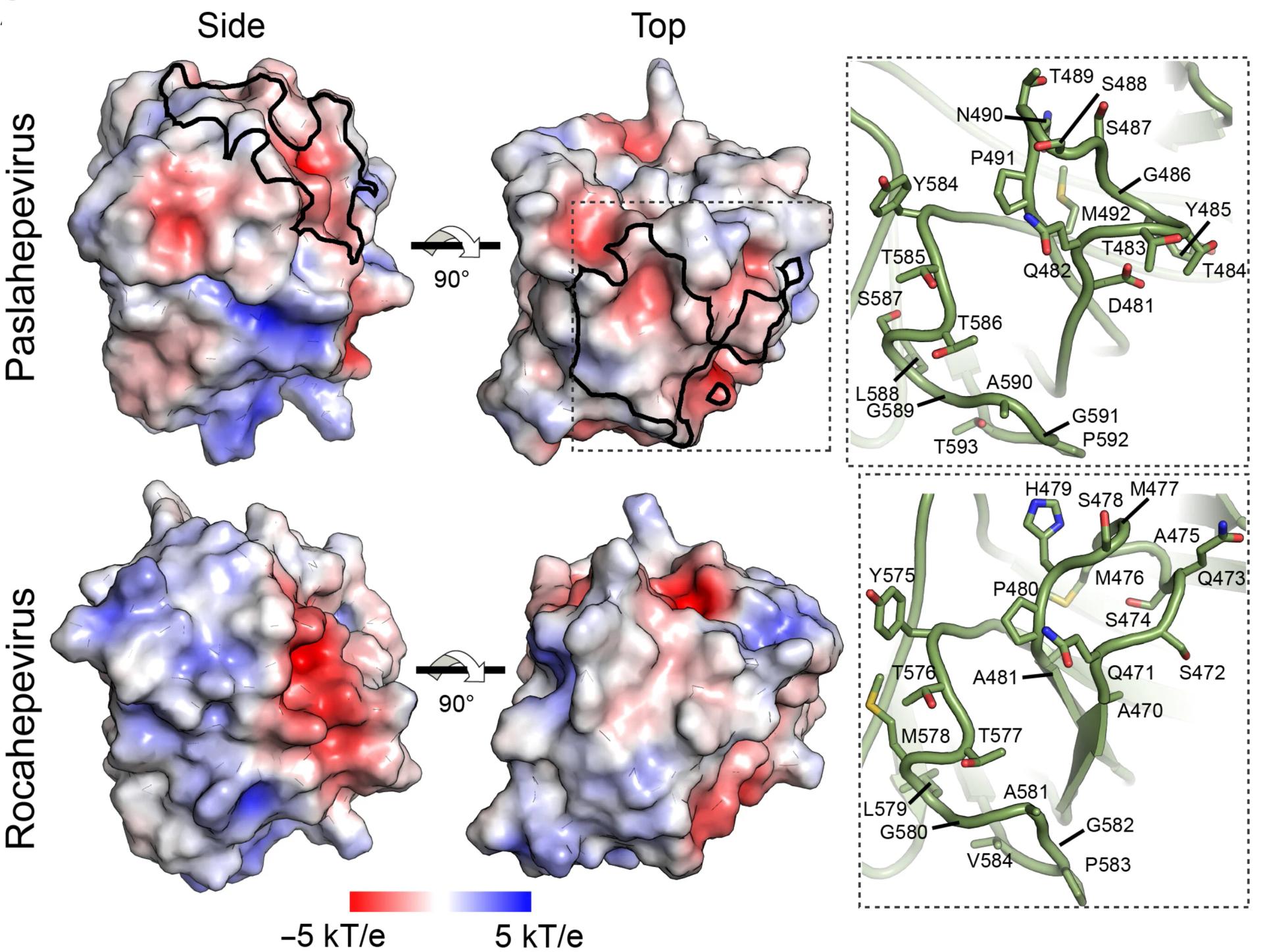 Open access visualization of Protein Structure, Cryo-EM, Reconstruction, HEV-C1 P Domains, Es5.127