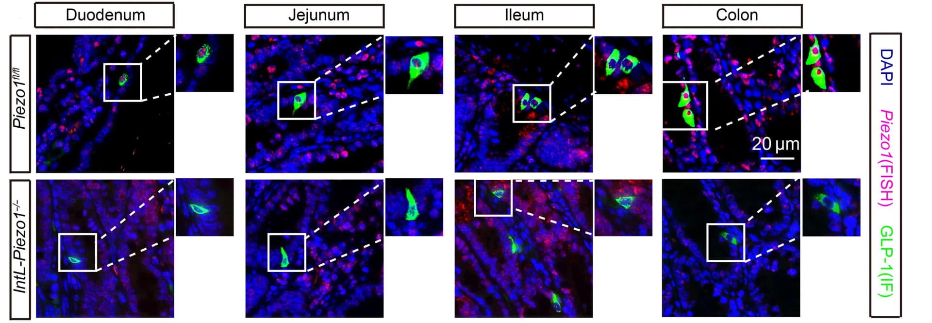 Open access visualization of Microscopy, GLP-1, Hepatic Steatosis, Mice