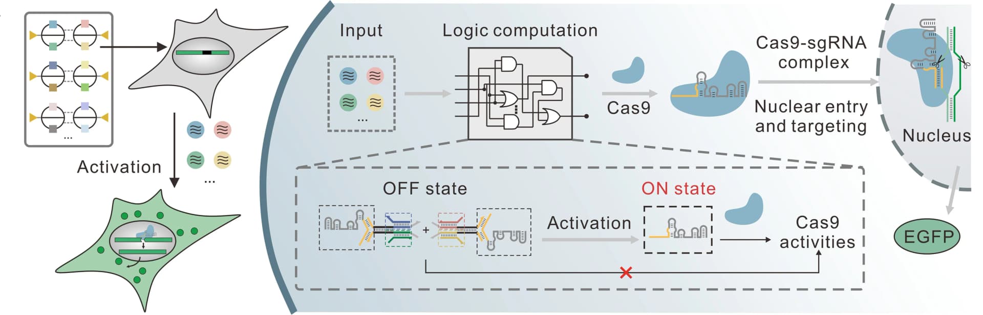 Open access visualization of Workflow, Flowchart, Illustration, Intracellular Circuit, Cas9 Activity
