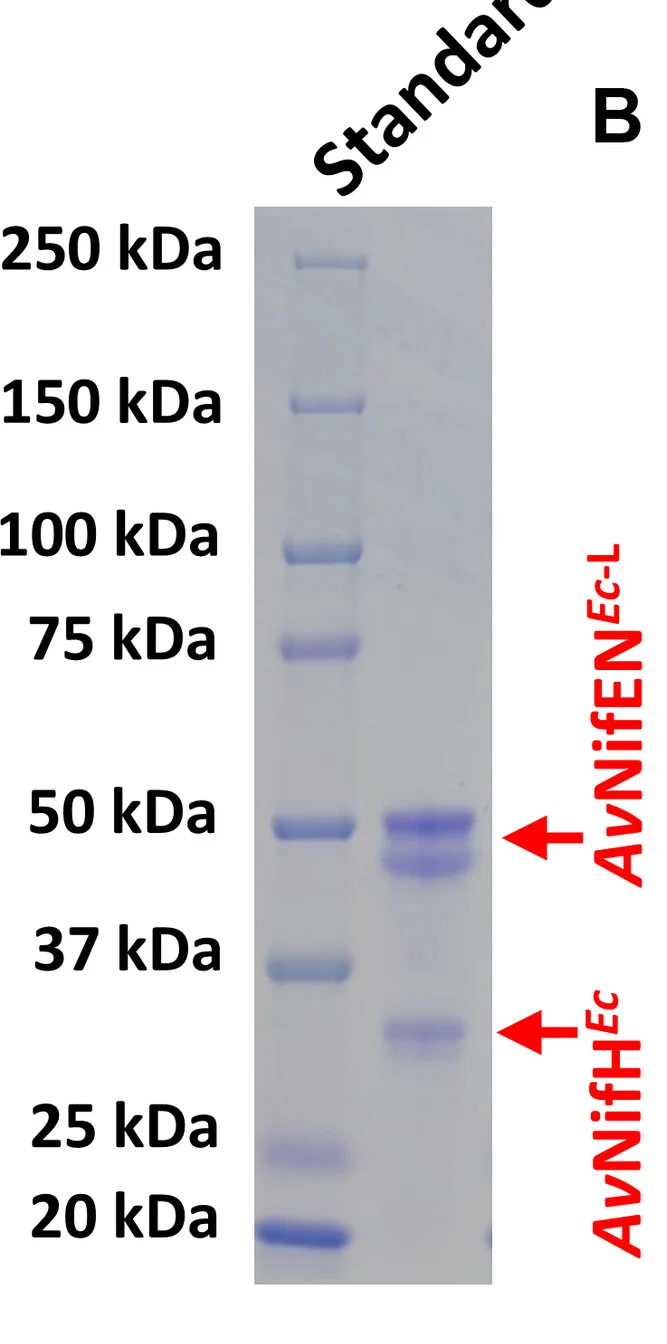 Open access visualization of Gel, ATP, Ammonia, Av NifH Ec-L