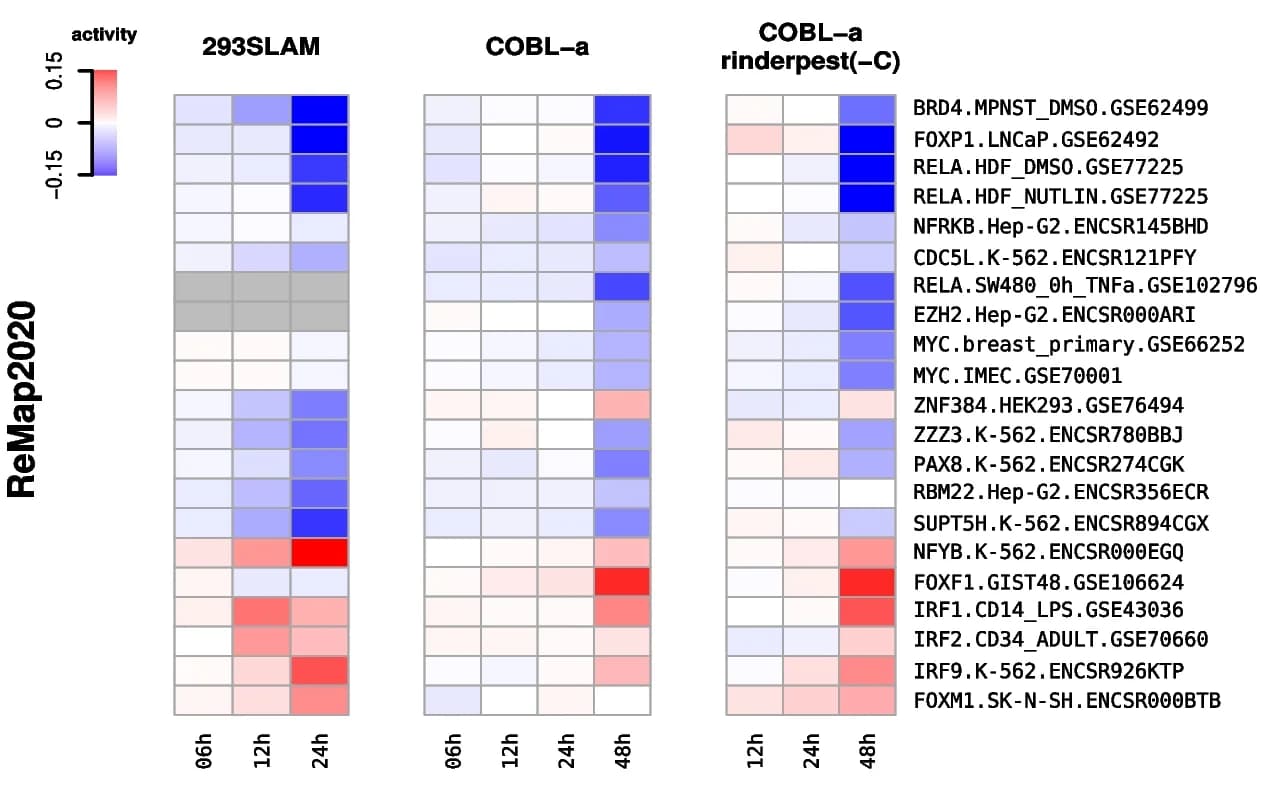 Open access visualization of Heatmap, Transcription Factor Activities, Gene Expression, Rinderpest Infection, 293SLAM Cell Line