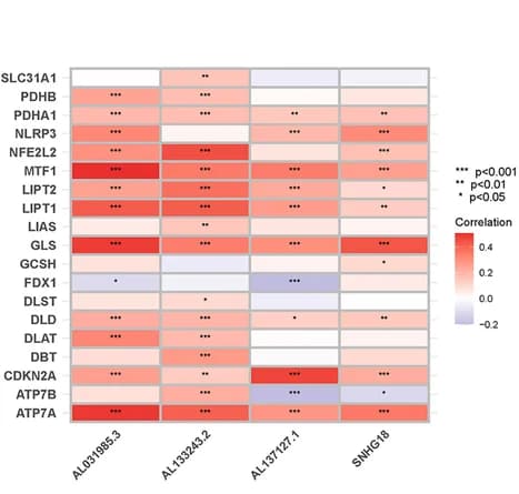 Open access visualization of Heatmap, Gene Correlation, lncRNAs, Cuproptosis, Prognostic Signature
