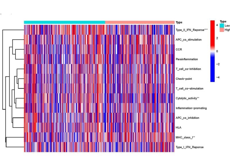 Open access visualization of Heatmap, Clustered, Immune Infiltrating Cells, Immune-Related Functions, High-Risk Group
