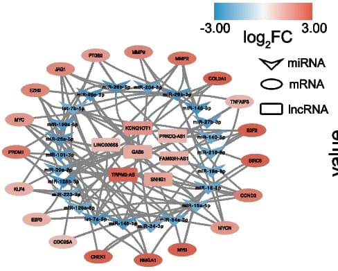Open access visualization of Network, Pathway, mRNA-miRNA-lncRNA network, mRNAs, miRNAs