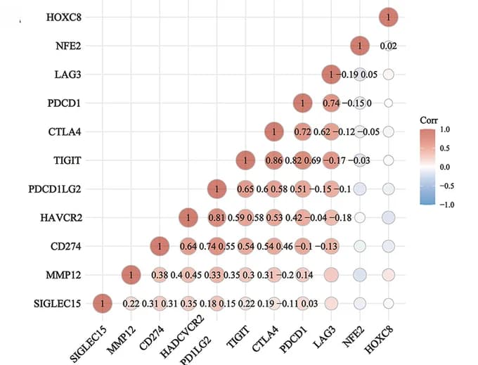Open access visualization of Bubble Plot, Target Genes, Immune Checkpoint Genes, Linear Correlation, Heatmap