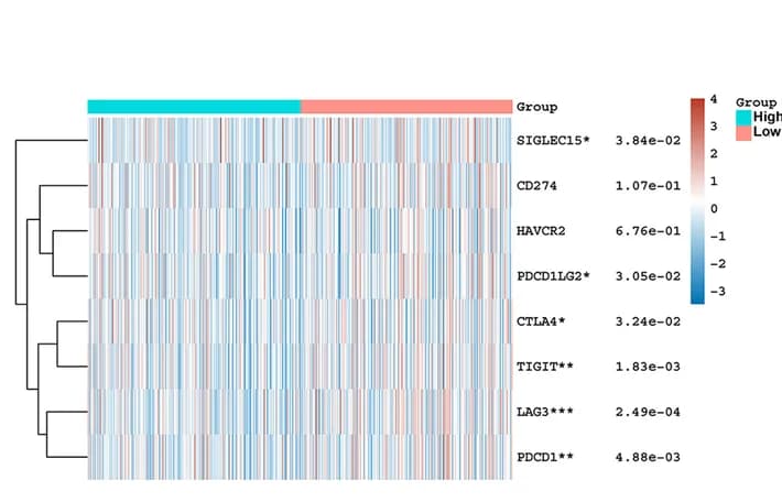 Open access visualization of Heatmap, Clustered, Immune Checkpoint Genes, Differential Expression, HOXC8 expression