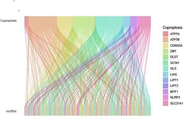 Open access visualization of Sankey, Sankey Diagram, Cuproptosis-related Genes, lncRNAs