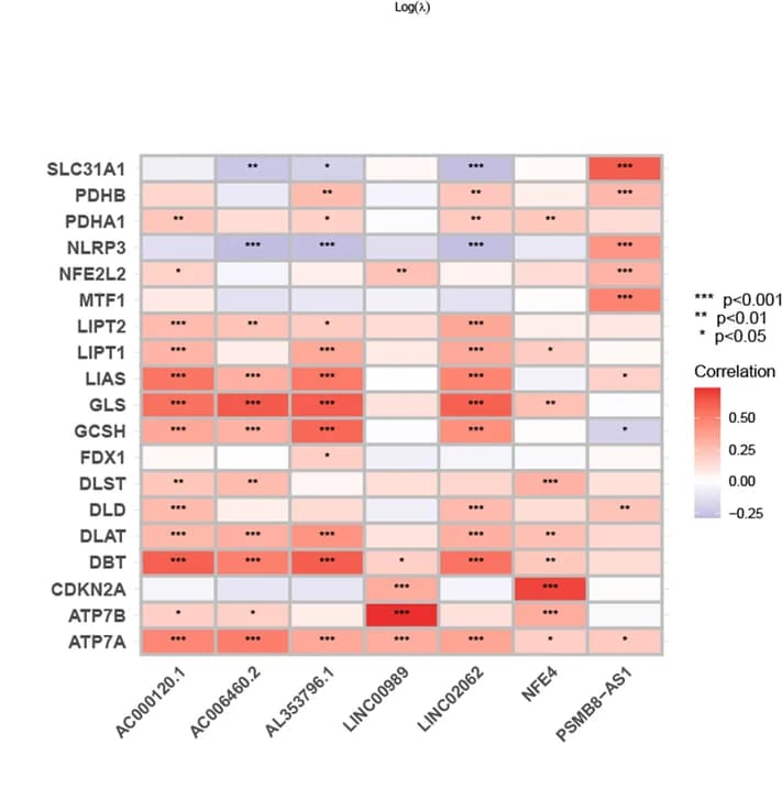 Open access visualization of Heatmap, Correlational Heatmap, lncRNAs, Cuproptosis-related Genes