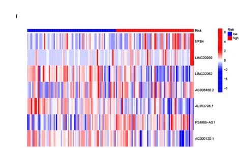 Open access visualization of Heatmap, Expression level, Cuproptosis-related lncRNAs, Whole cohort