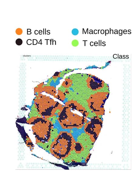 Open access visualization of Geo Map, Transcriptomic Clusters, B Cells, Macrophages, CD4 Tfh