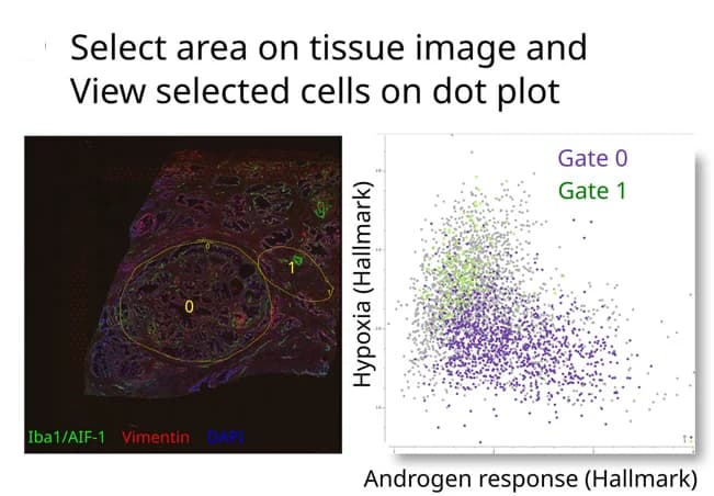 Open access visualization of Scatter Plot, Microscopy, Tissue image, Hypoxia, Androgen Response