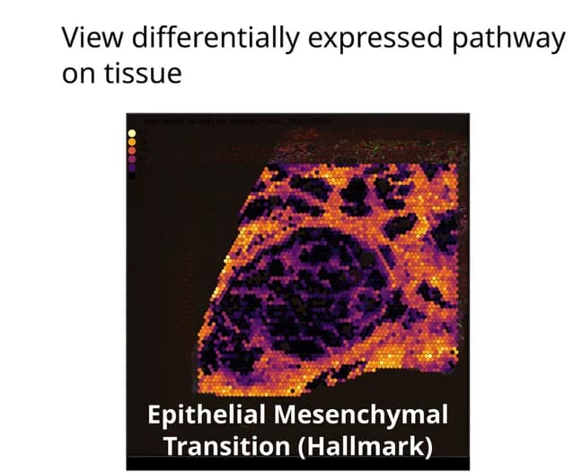 Open access visualization of Heatmap, Tissue image, Dot selection