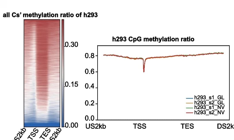 Open access visualization of Line Plot, Heatmap, Methylation ratio, CpG sites, BSMAP