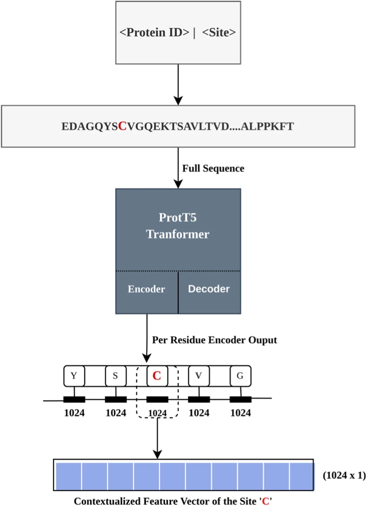 Open access visualization of Workflow, Flowchart, ProtT5, Language Model, Embeddings