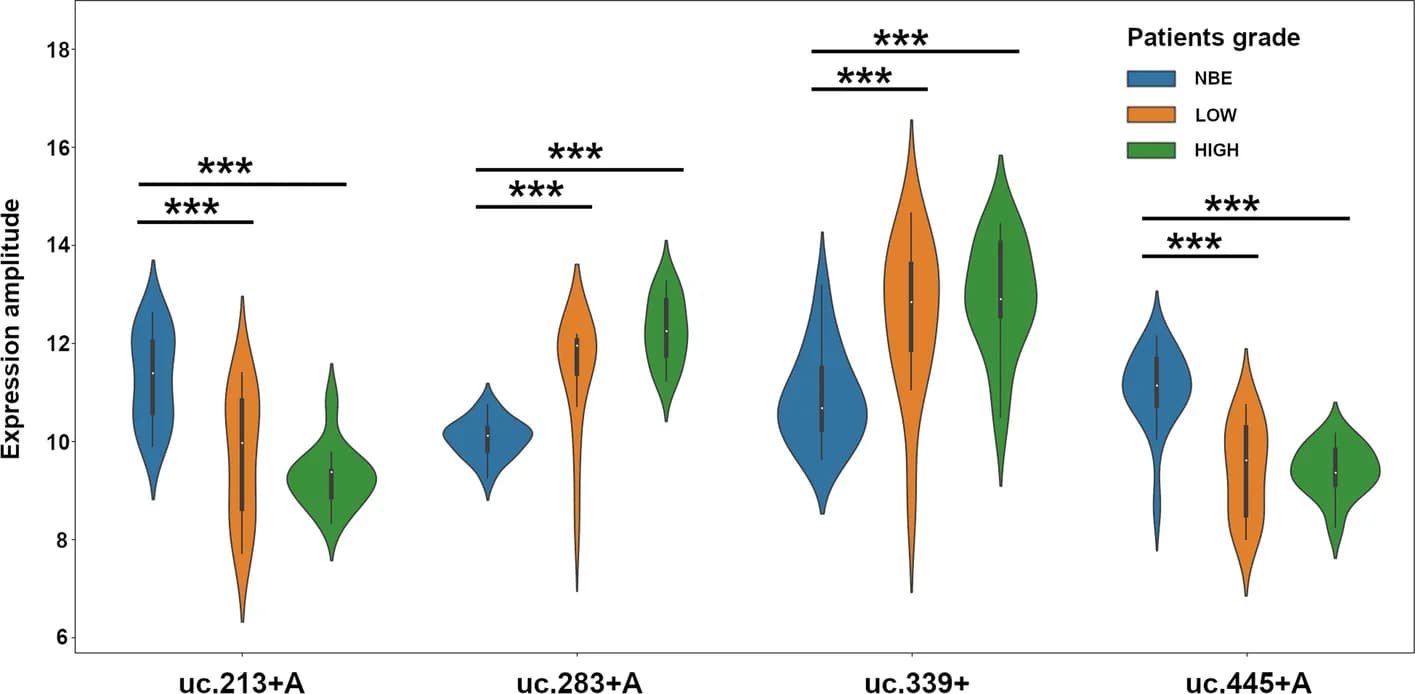Open access visualization of Violin Plot, Differential Expression, T-UCRs, Control Samples, BlCa Patients