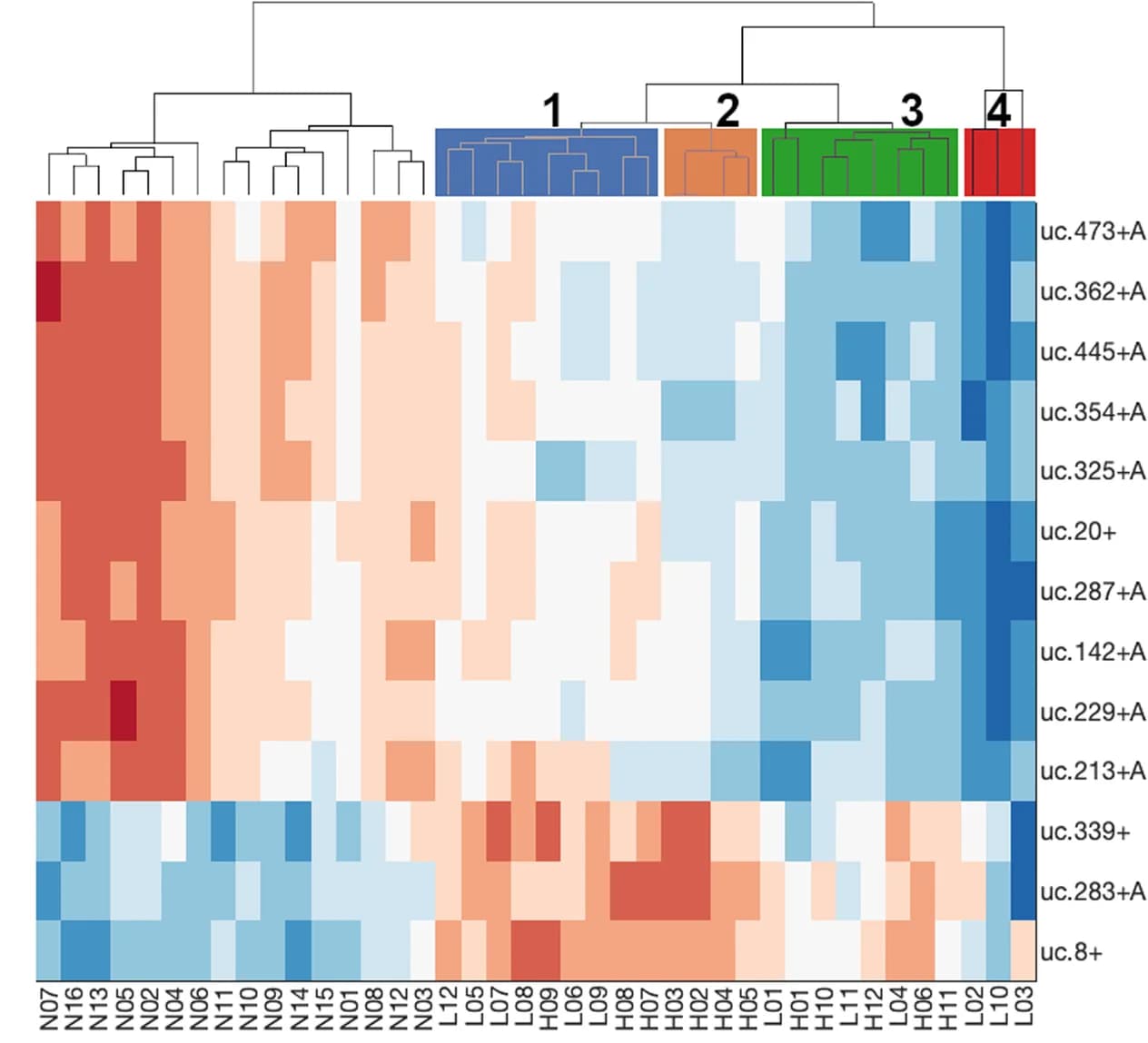 Open access visualization of Heatmap, Clustered, T-UCRs, Expression profile, Hierarchical clustering