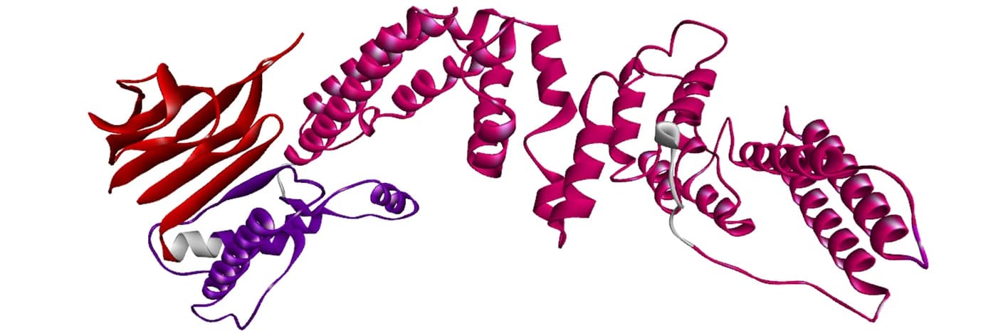 Open access visualization of Protein Structure, Chemical Structure, Refined Model, GalaxyRefine Server, Discovery Studio Visualizer
