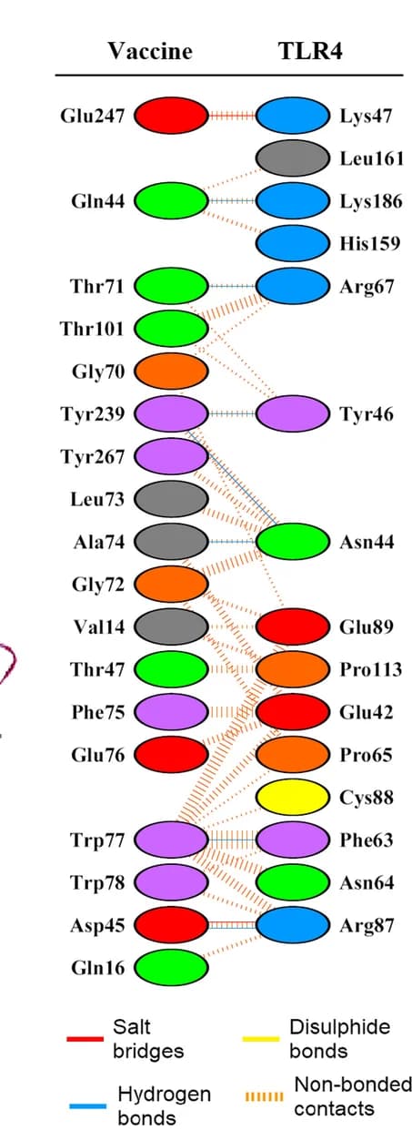 Open access visualization of Network, Pathway, Vaccine, TLR-4 ECD, Salt Bridges