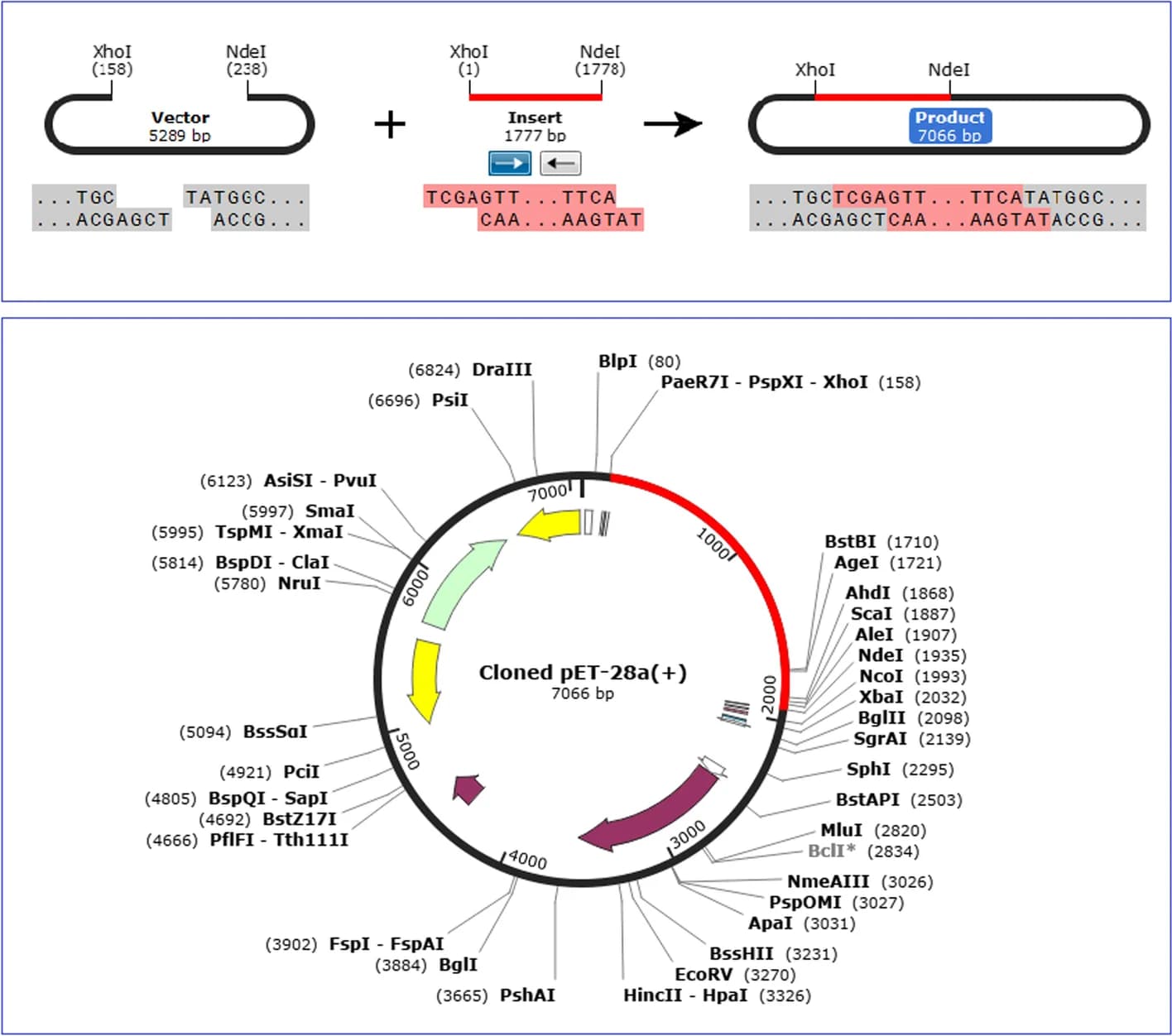 Open access visualization of Illustration, Workflow, In Silico Cloning, Target Sequence, pET28a(+) Vector