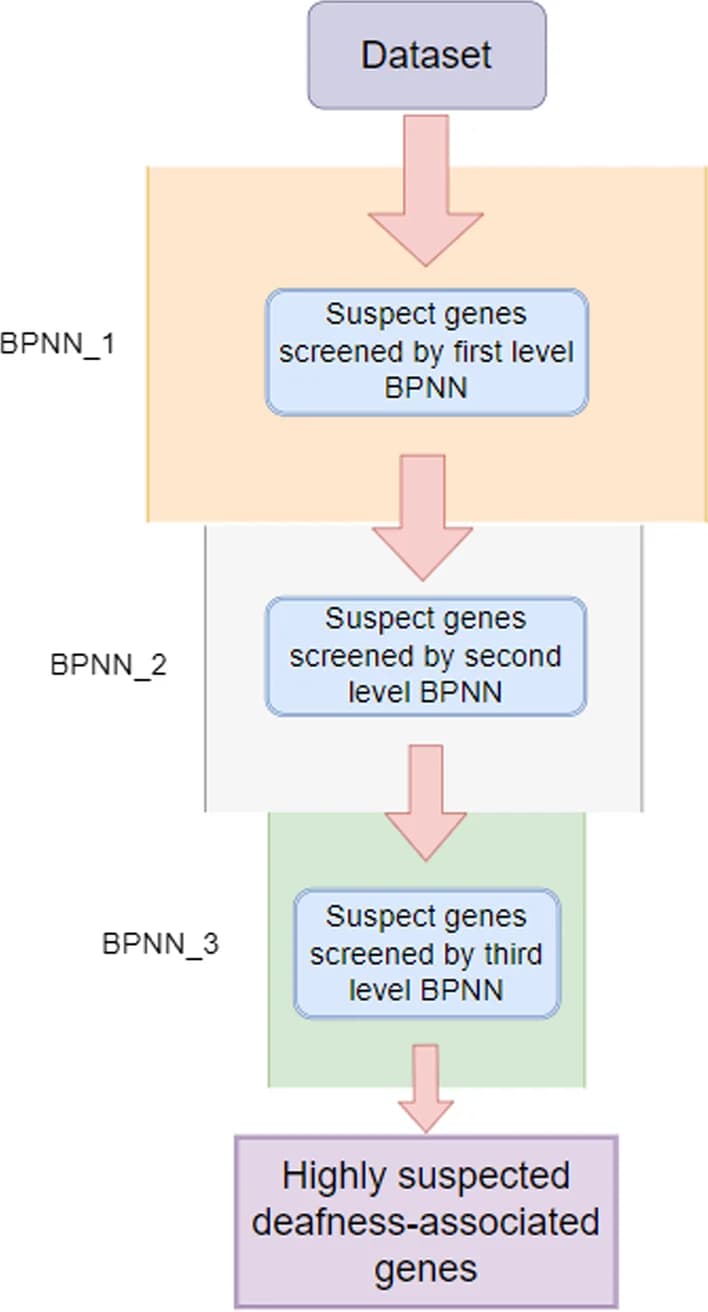 Open access visualization of Workflow, Flowchart, BPNN Model, Deafness, Gene Flow