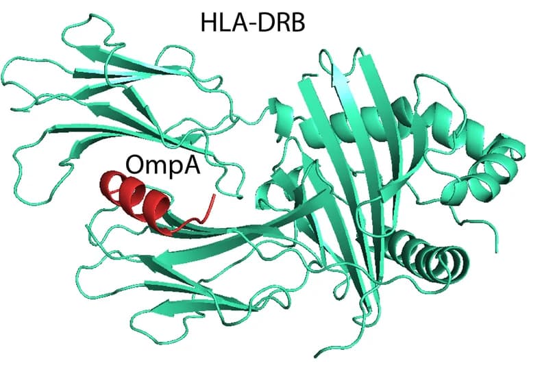 Open access visualization of Protein Structure, Peptide-protein docking, Vaccine model, HLA receptors, OmpA