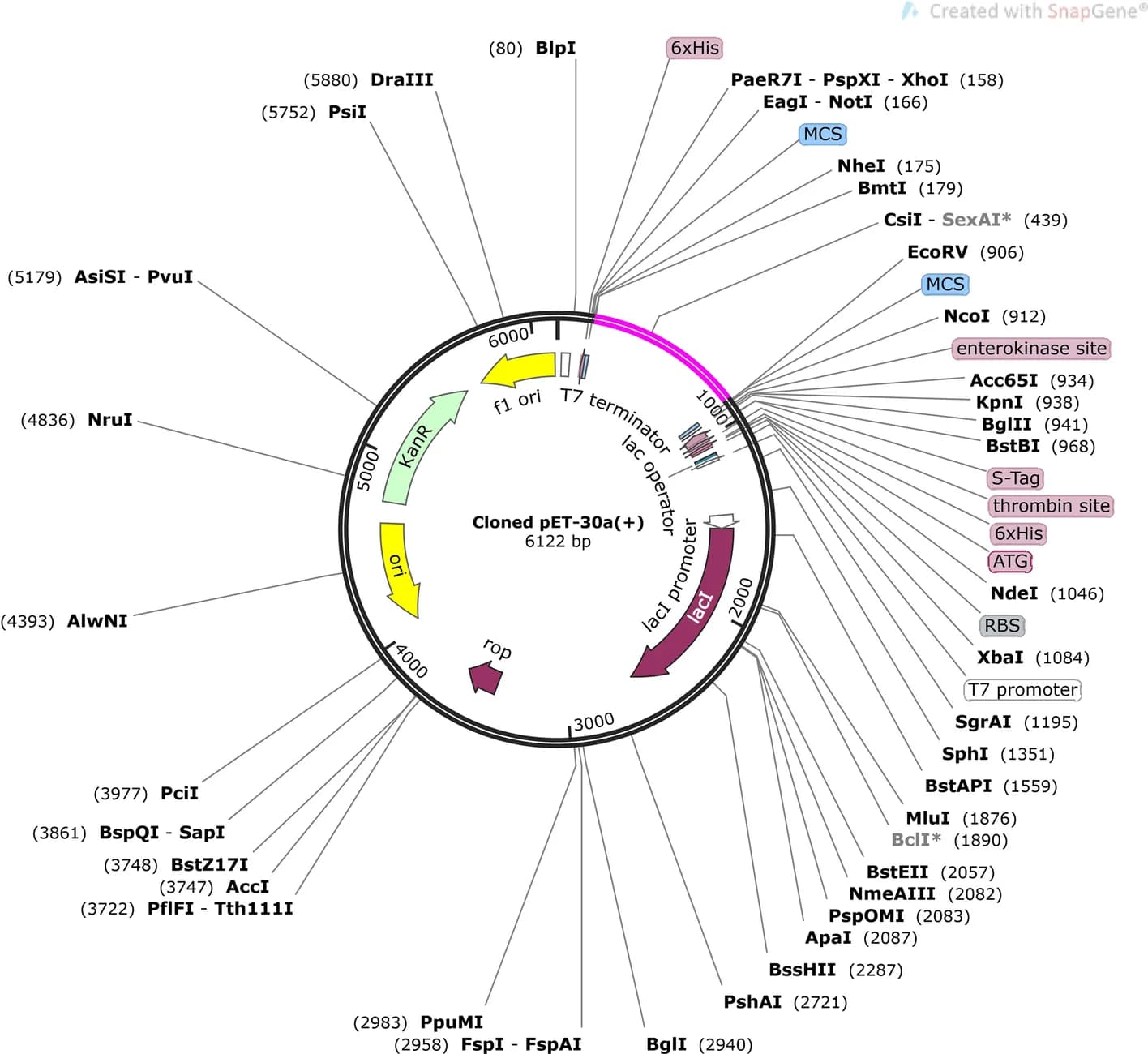 Open access visualization of Illustration, In-silico Cloning, Multi-Epitope Vaccine, pET30a (+), Vaccine Sequence