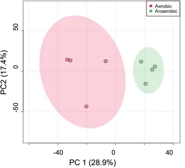Open access visualization of Scatter Plot, PCA, Principal Component Analysis, Proteomic Data, Anaerobic E. coli