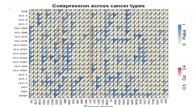 Open access visualization of Heatmap, ZNF529-AS1, Heatmaps, MHC molecules, P value